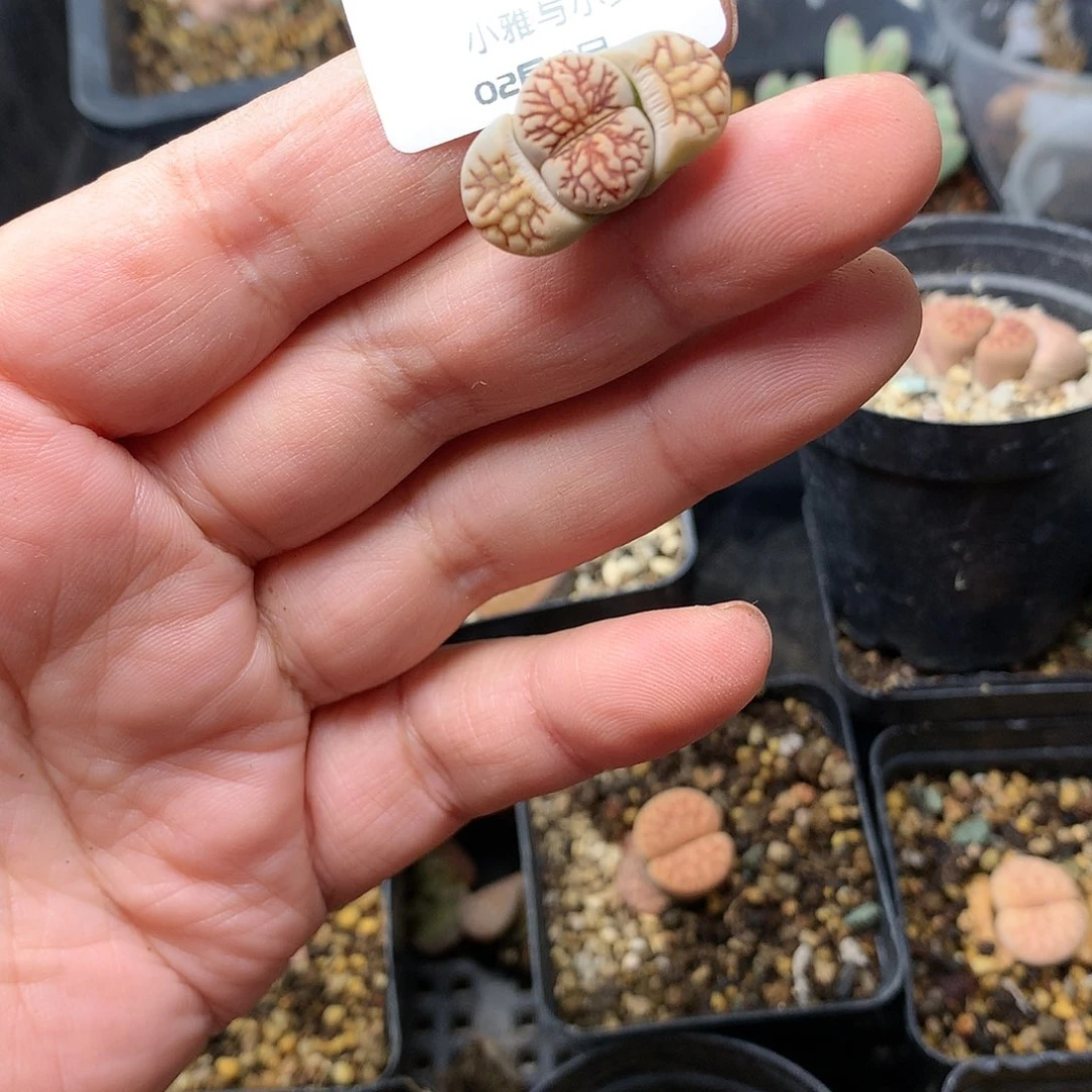 睡**?W844多肉植物保护