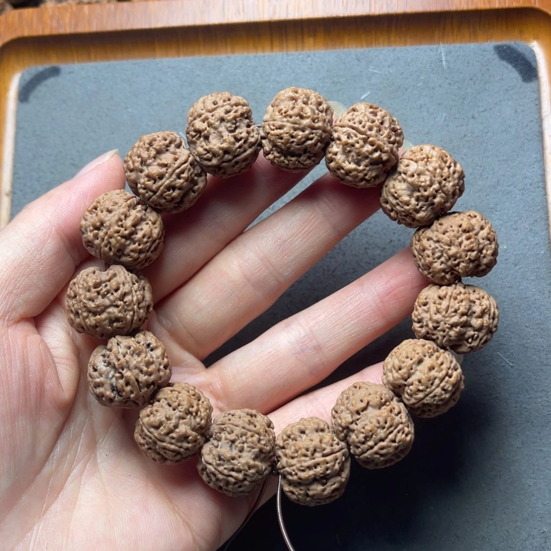 菩提11号金刚菩提梅花蜂王19