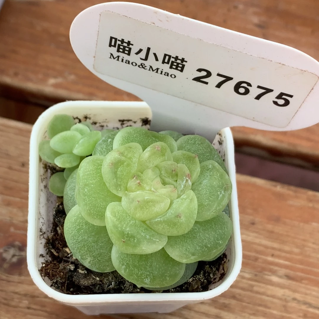小***帽多肉植物杂交珍妮