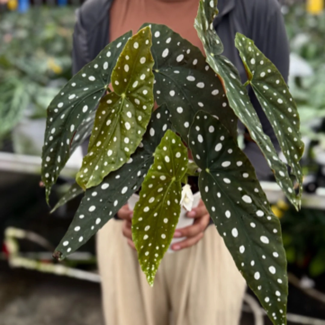 鳟鱼秋海棠组盆大颗室内好养绿植