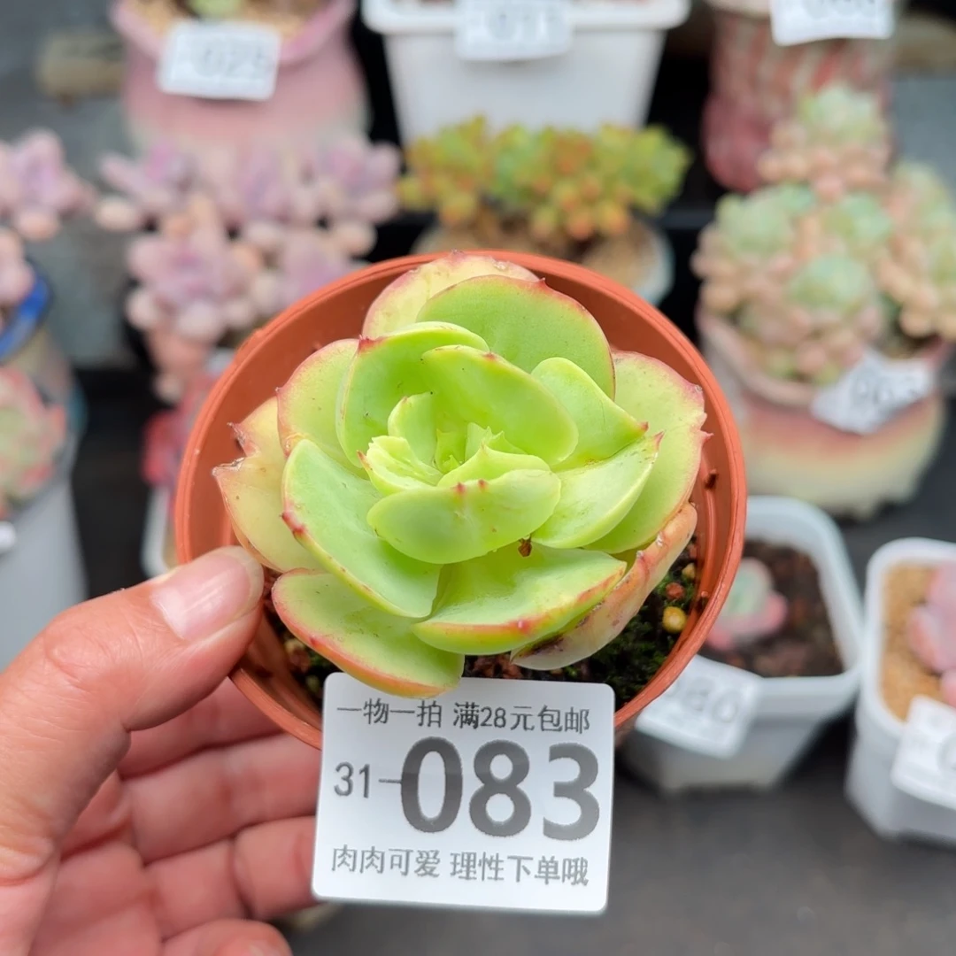 碧桃多肉多肉多肉