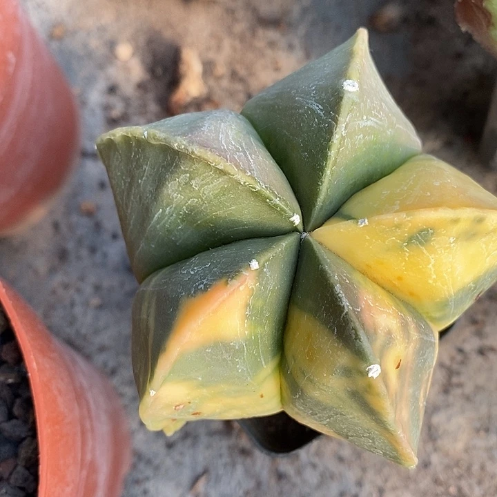 自根散斑鸾锦哈哈