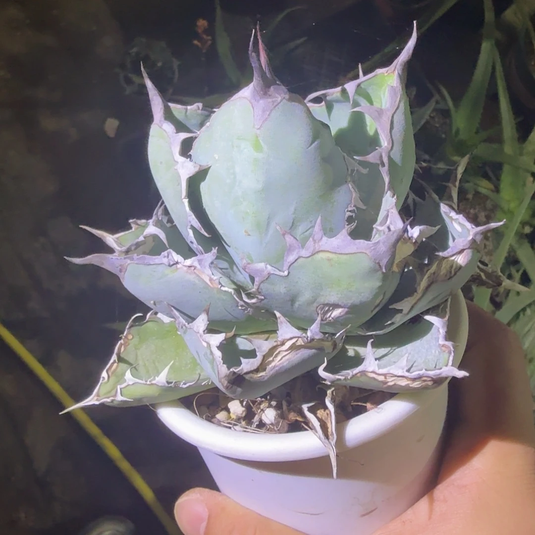 蓝鲸 多肉植物 多肉