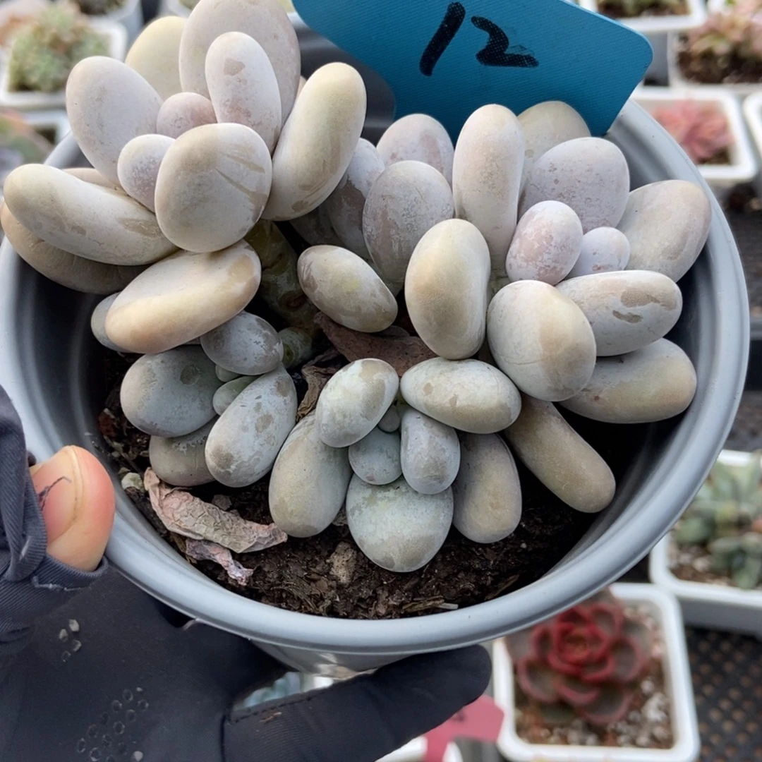 12橙雪球多肉植物多肉