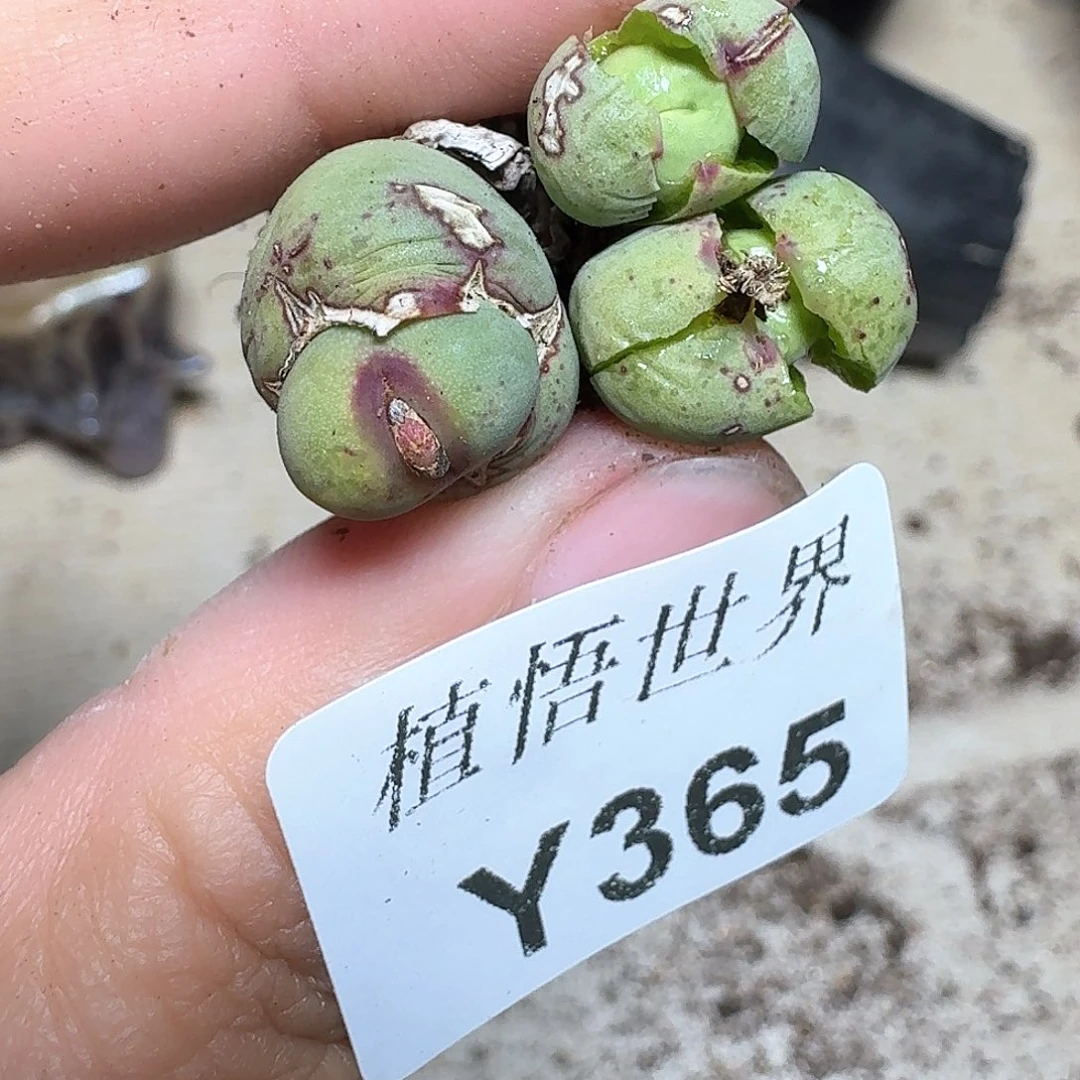 365盒多肉植物哇cv