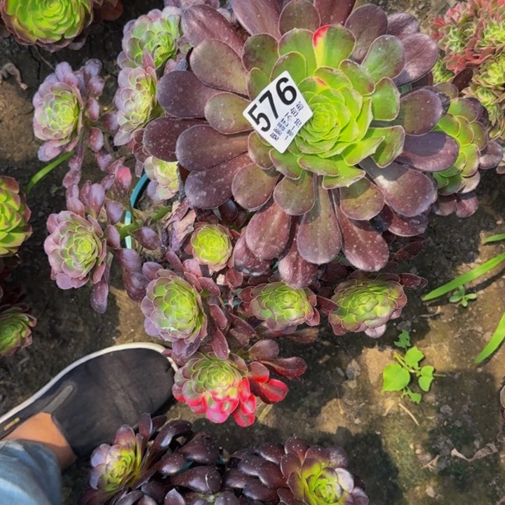 爬*龙花蝴蝶花30-39包邮花花