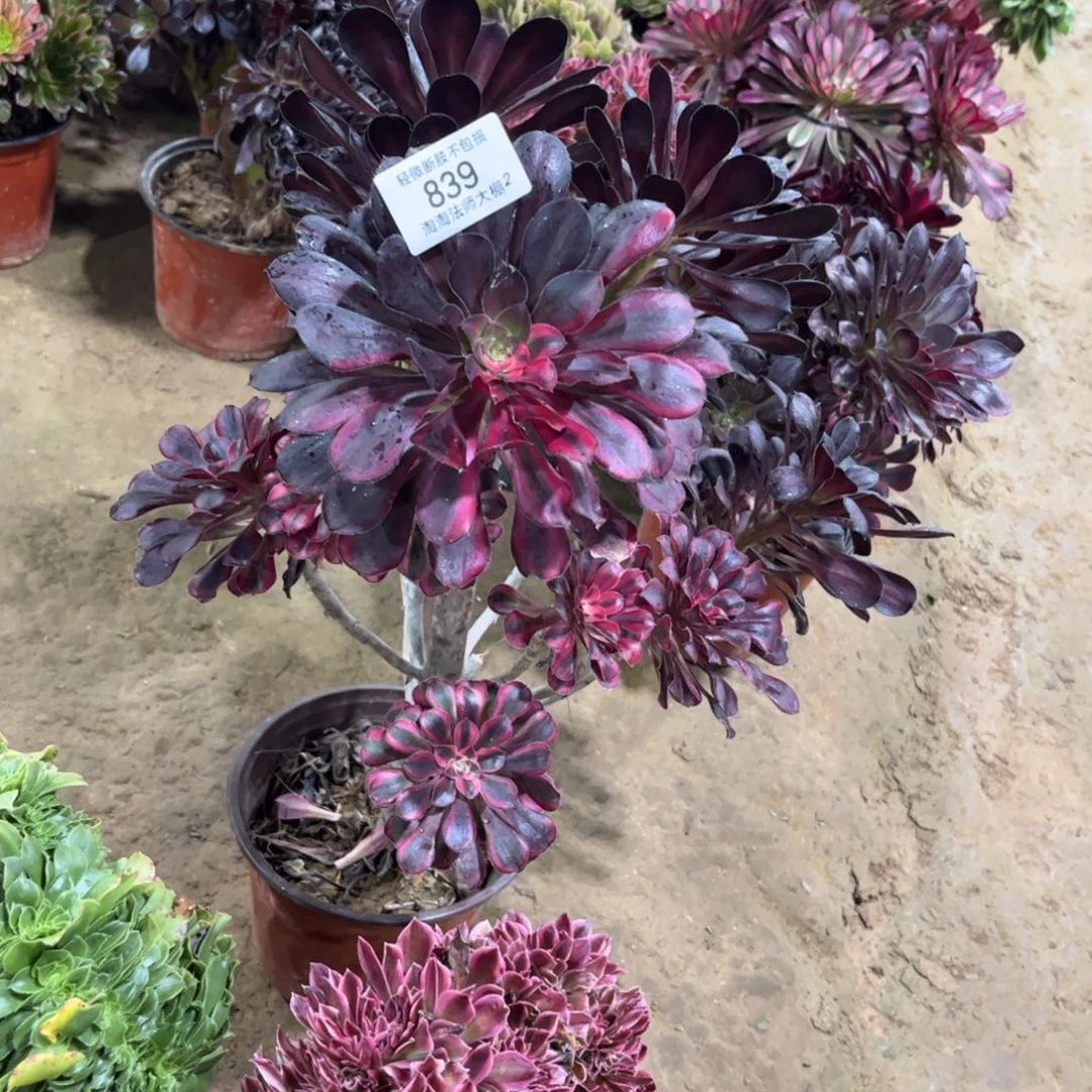 839丽娜多肉植物阴阳