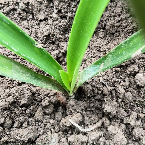 当前无花栽培后可以开花青苹果直径2.6CM