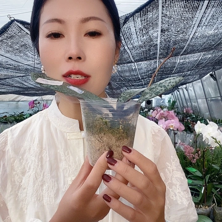 无花朵领带西雷利