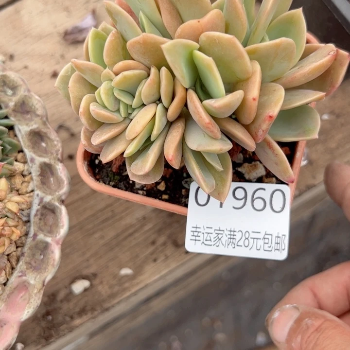 米*七幸运颜色白色黑色