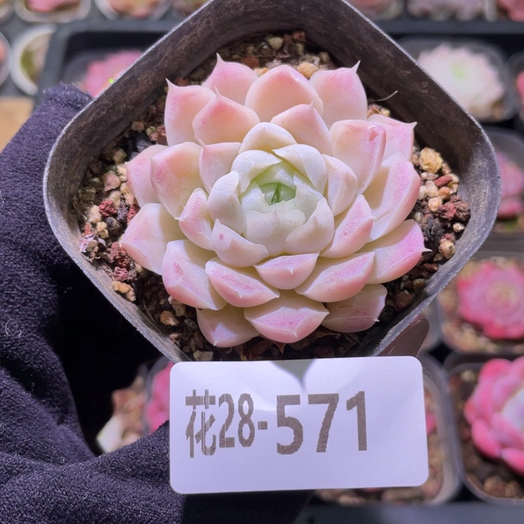 花利美28-571白月影