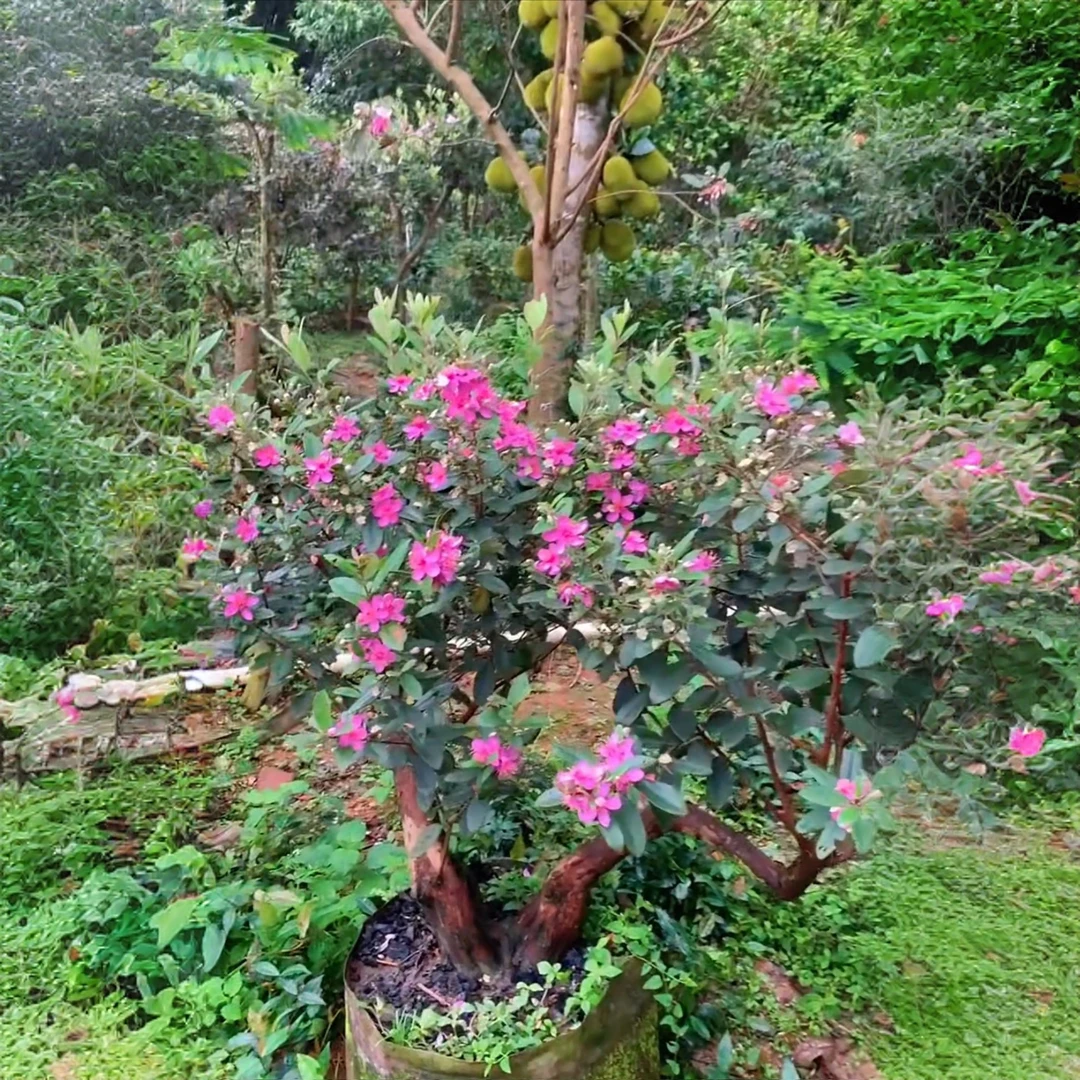 盆景木桩一年四季种植观赏别墅庭院阳台花树常青绿 化盆栽绿植