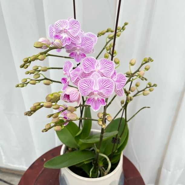 蝴蝶兰（樱花） 花期超长 粉嫩温柔可爱款 桌面茶几 新疆基地