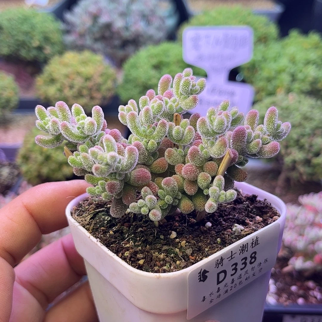 338优选冰晶枝干番杏