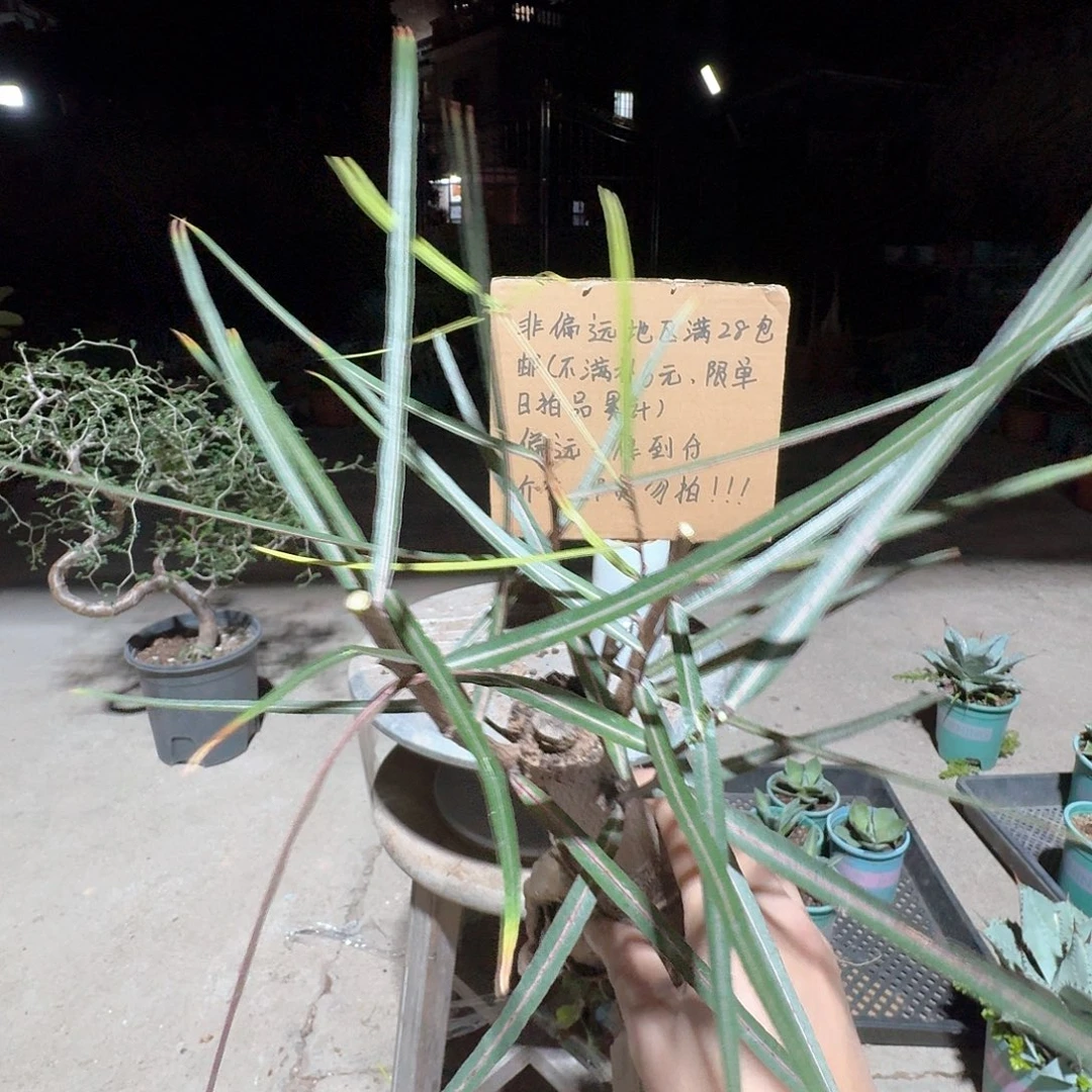 昆士兰瓶杆树一一