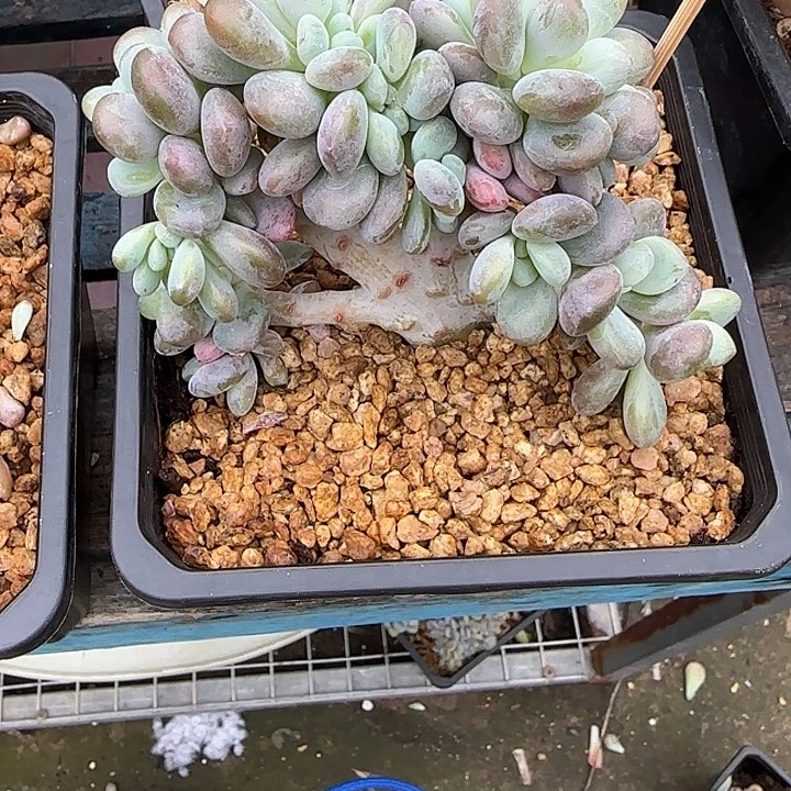 哈***哈青蛙王子儿童牙膏套装11