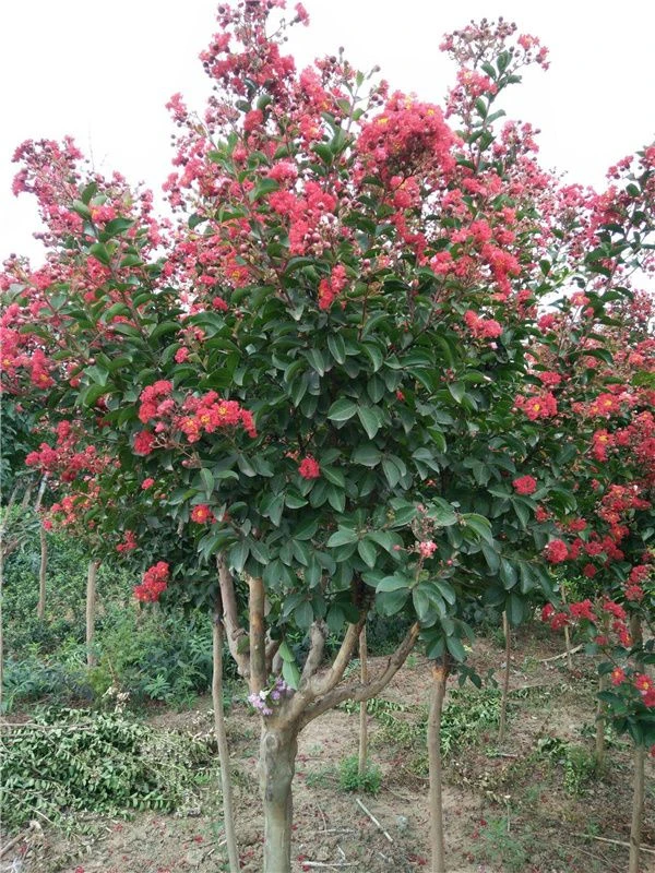 【百日红】紫薇多种规格别墅庭院观花观景植物基地直播现挖一物一拍