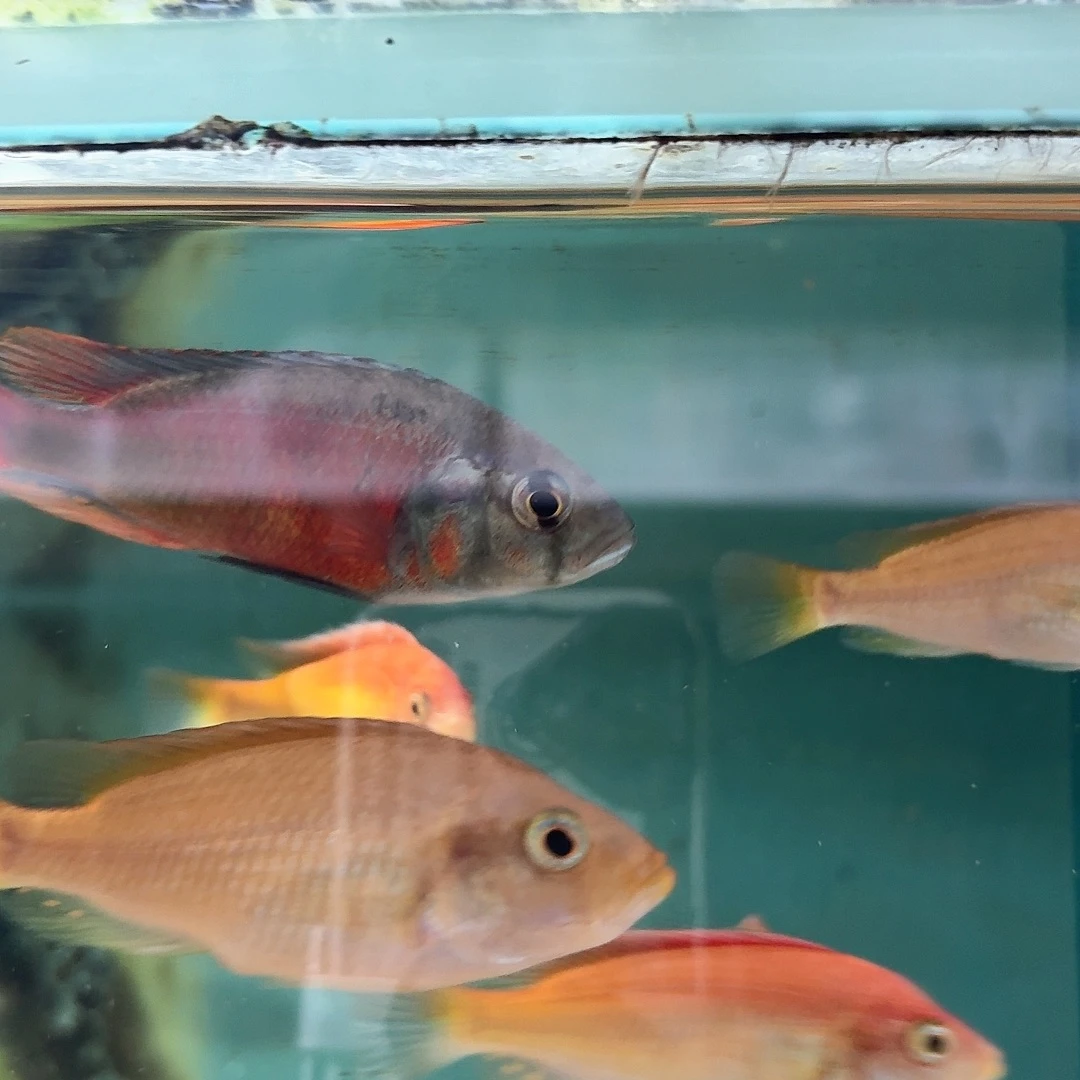 用***6慈鲷火红乌干达一条47H