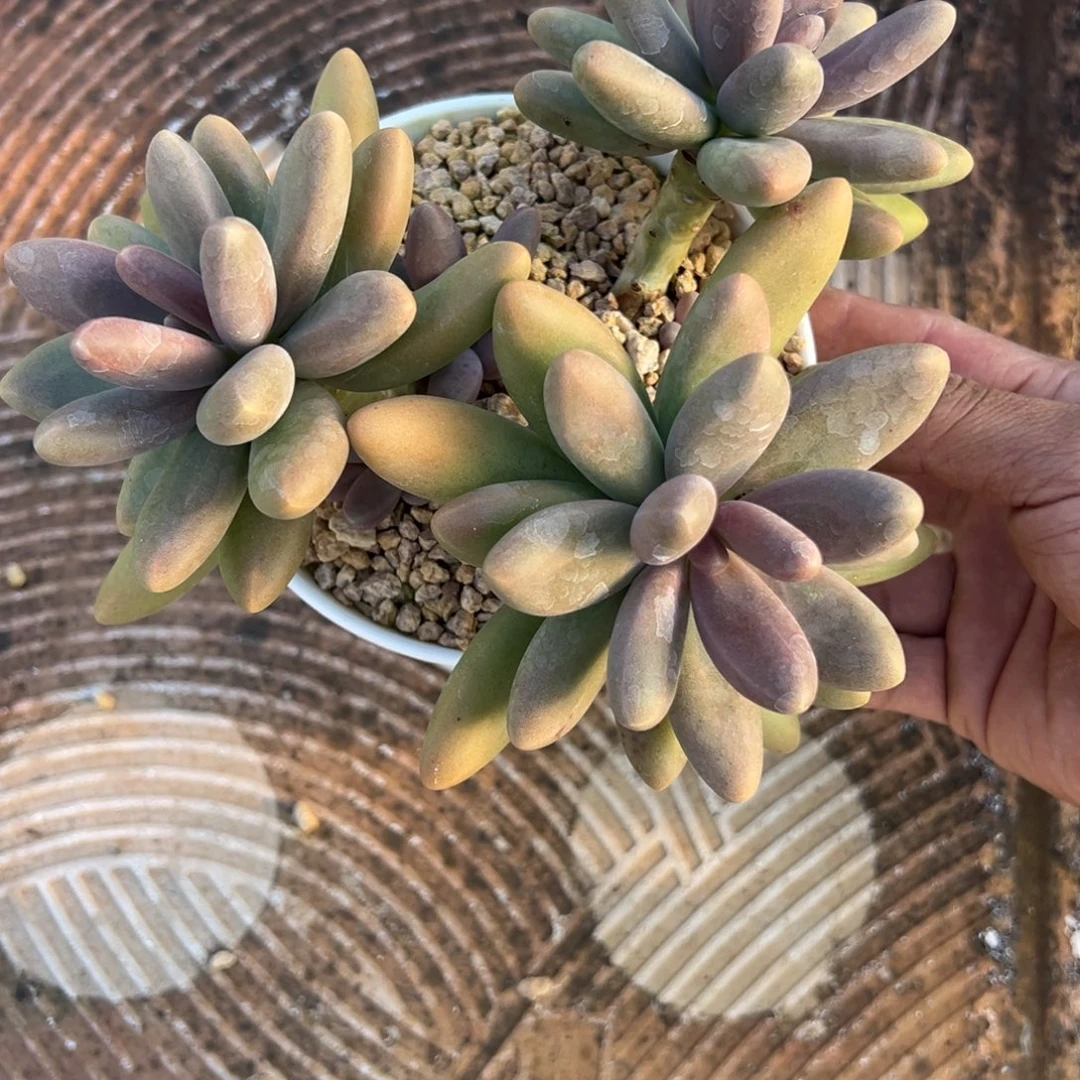 糖果美人多肉植物19.8