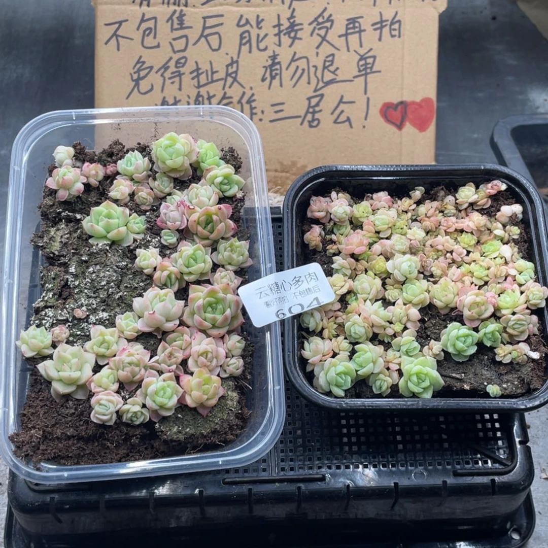 云糖心多肉植物604