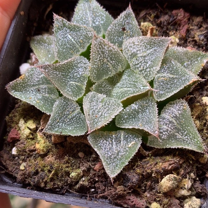 海花寿dai are w s zuo t