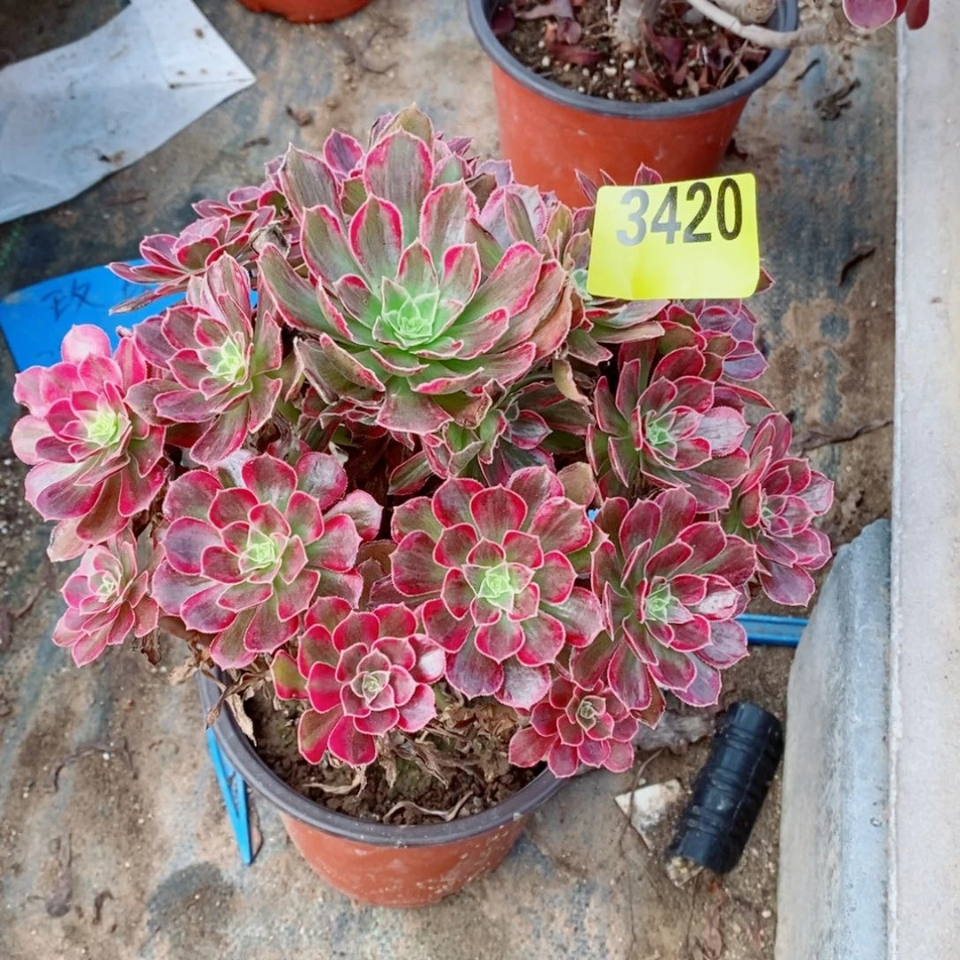 安娜多肉法师3420多肉法师