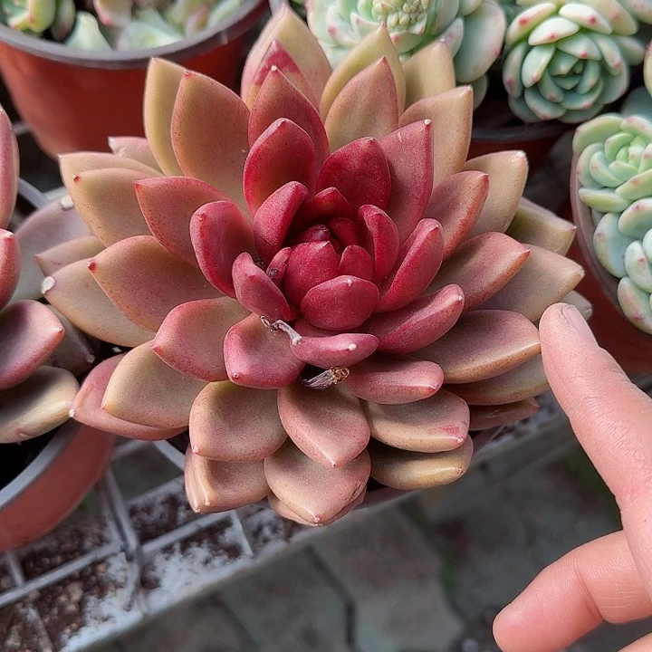 丰沛玫瑰多肉植物精品