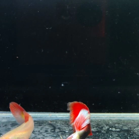 大***9孔雀鱼艾尔银黄化红礼服一对