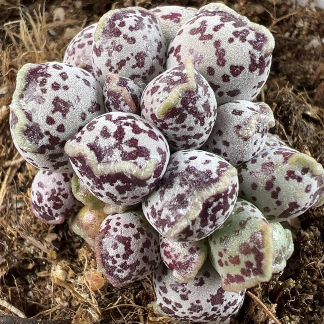 达摩海豹多肉植物水泡