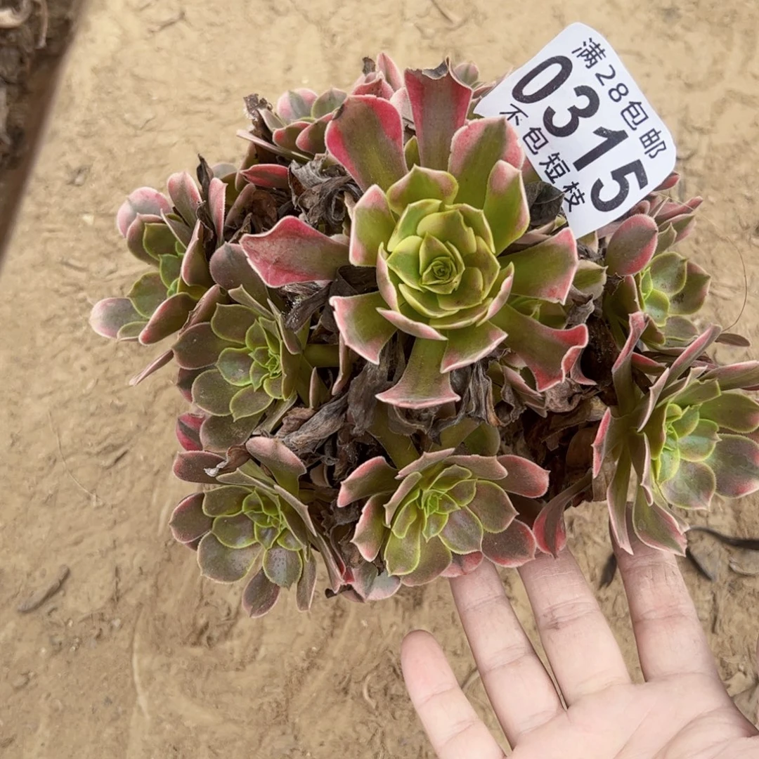 香妃多肉植物0315