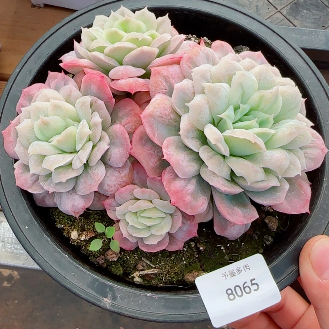 泡泡纱裙群，8065多肉植物