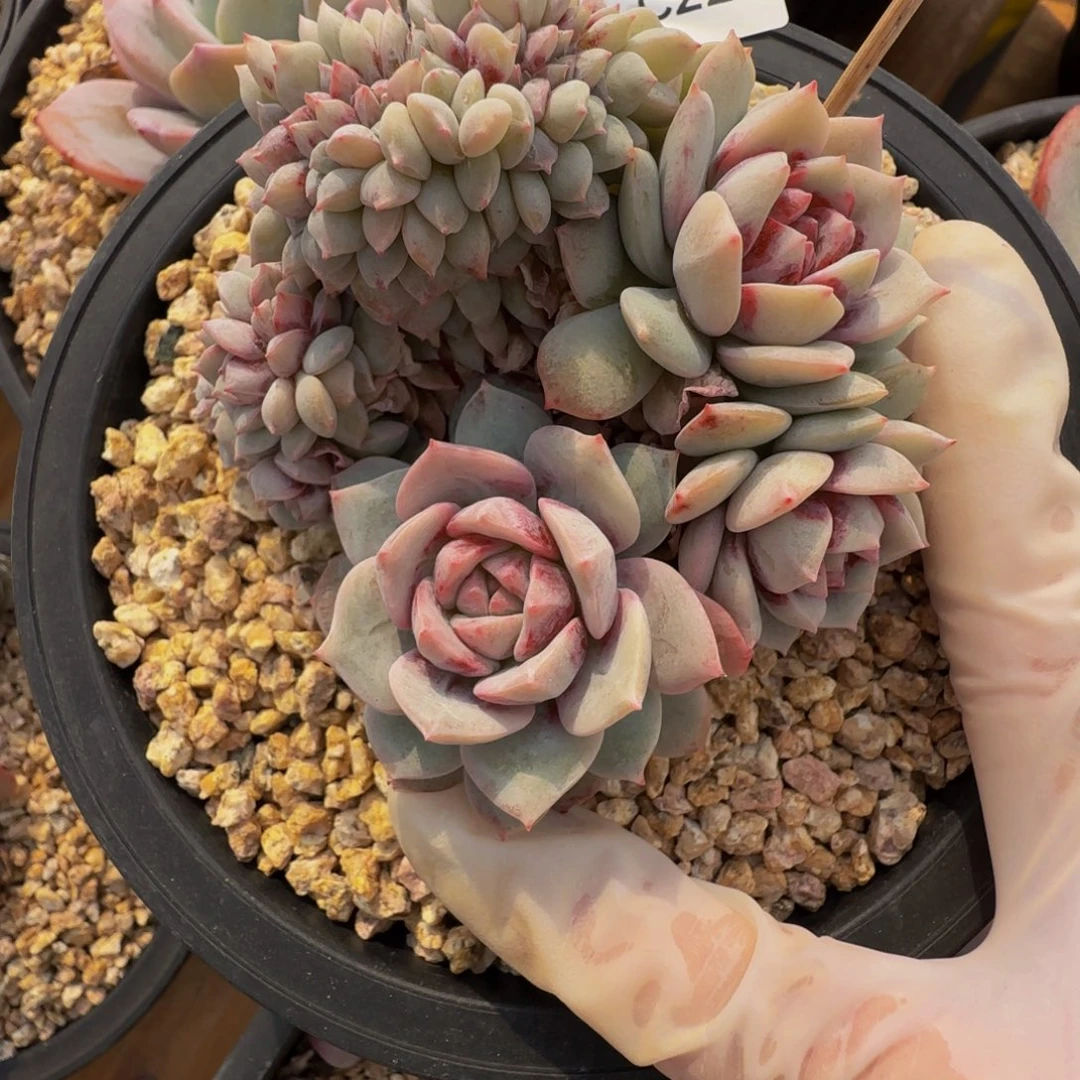 假****?c c c c c c c c 22