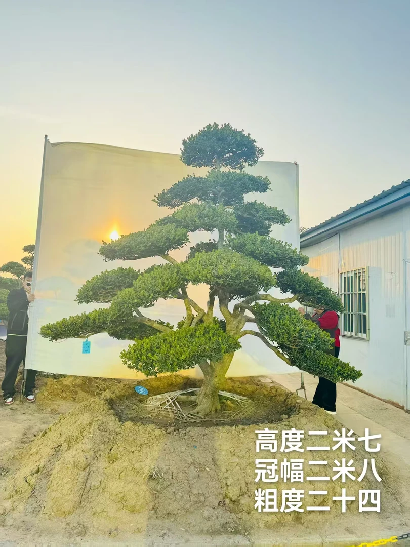 黄杨造型树一物一拍定金链接