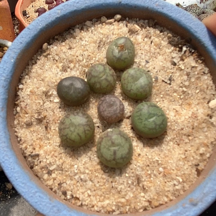 25512吕红杂墨一颗