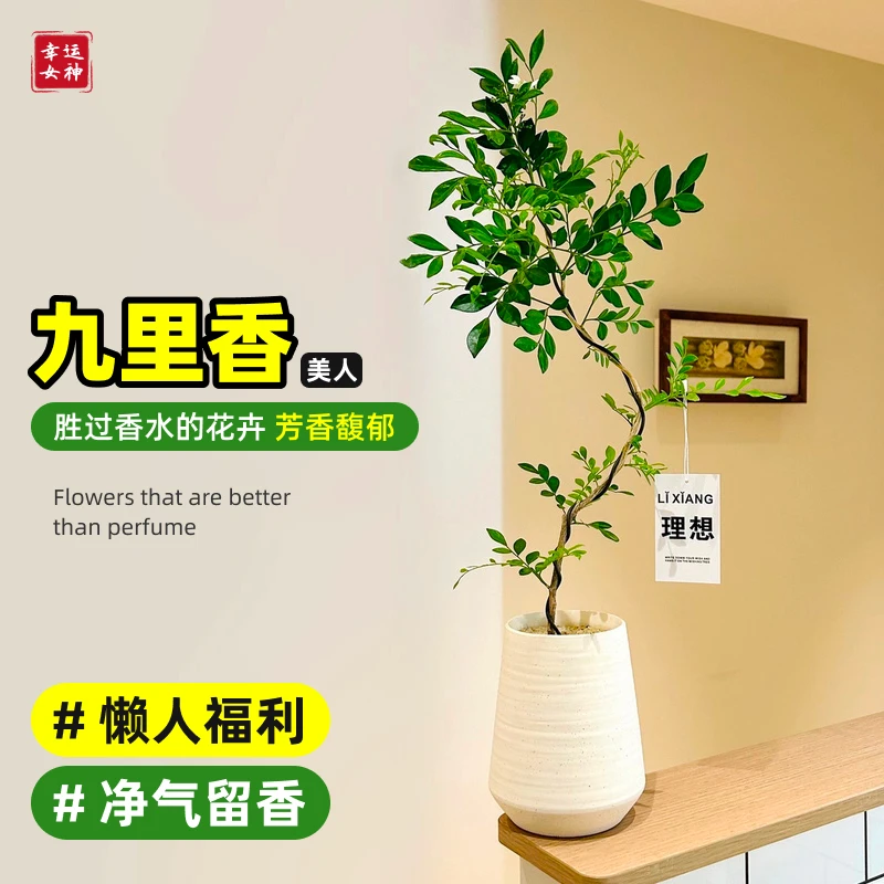 美人九里香婀娜七里香盆栽盆景室内客厅花植物花卉水培植物绿植