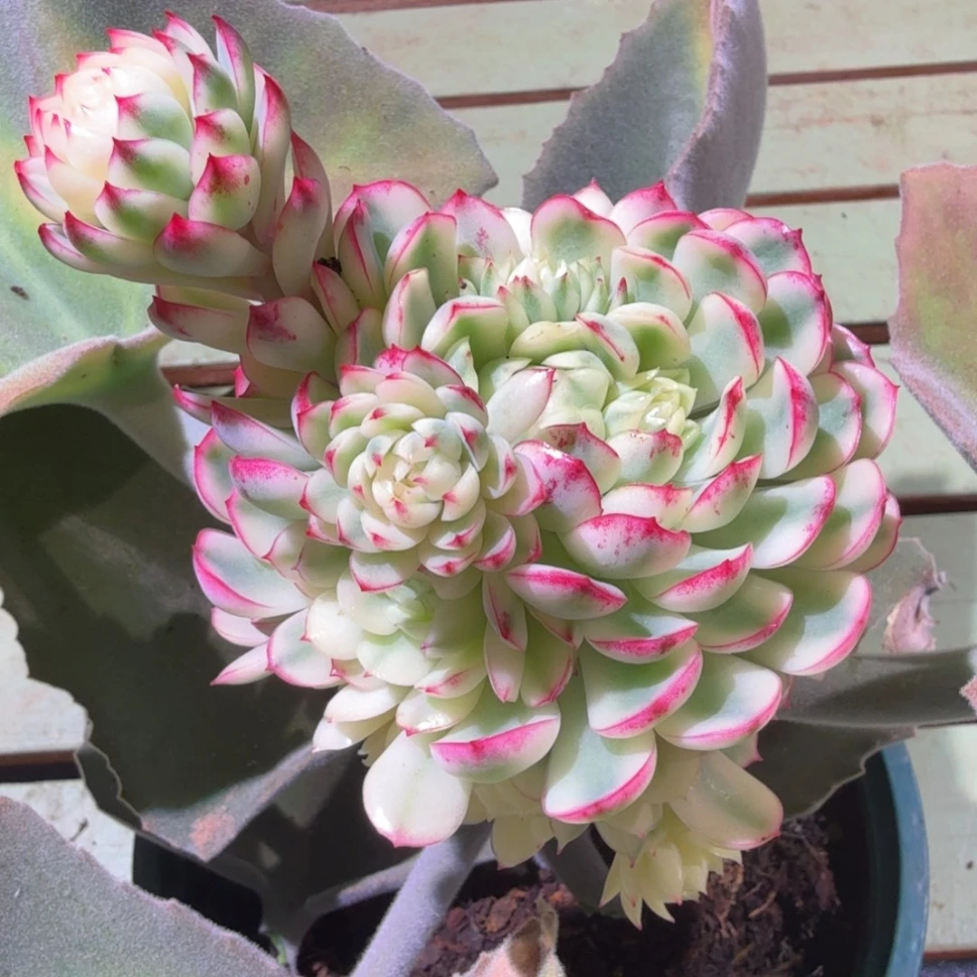 梦幻玫瑰锦群，锦上园艺一物一拍