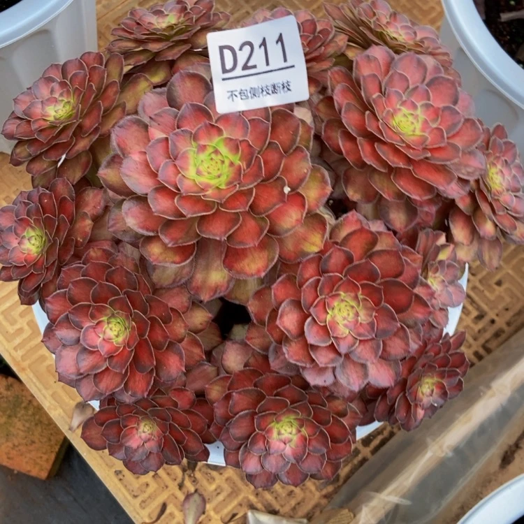 【闪购商品】用****1211锦鲤多肉