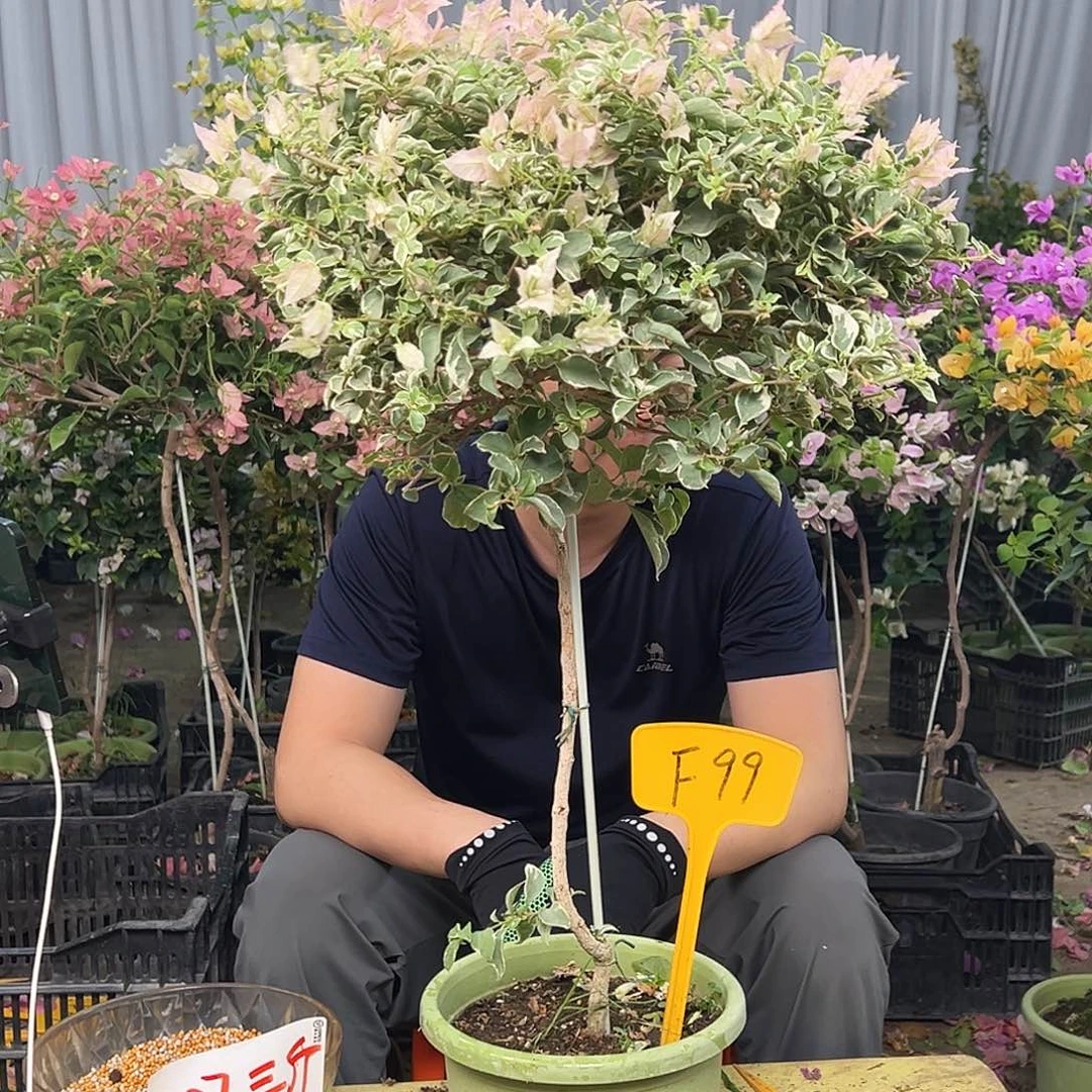 开****大部分花苞少量开放F99少女心