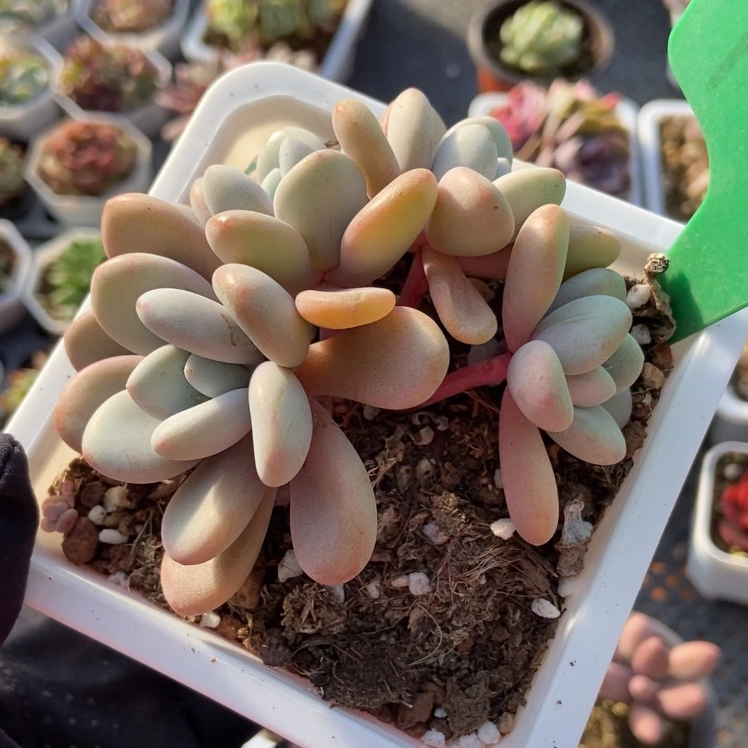 1664粉兔多肉植物保护