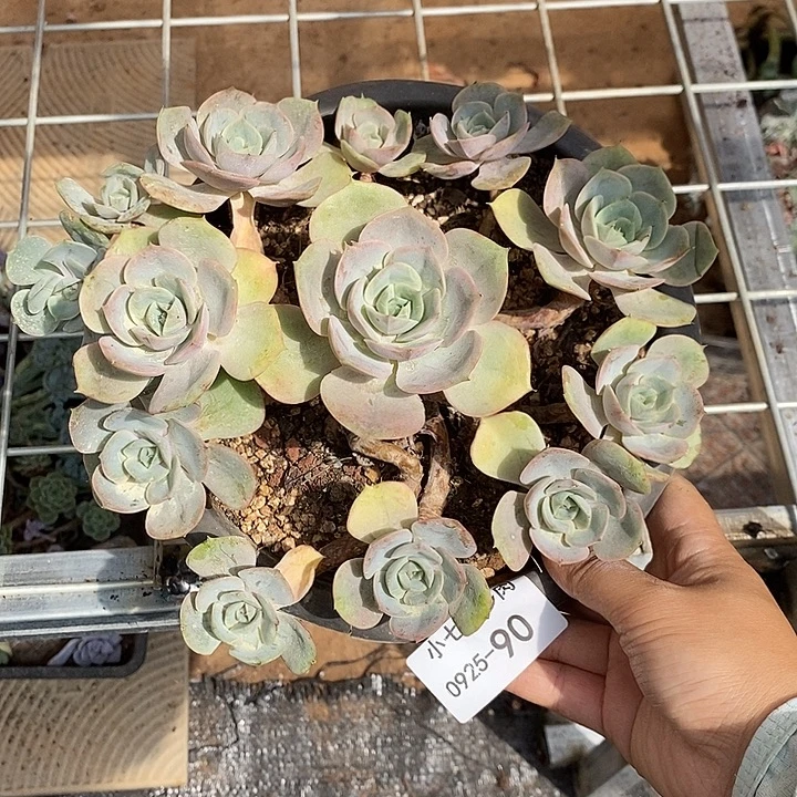 小七夕多肉蓝色苍鹭90