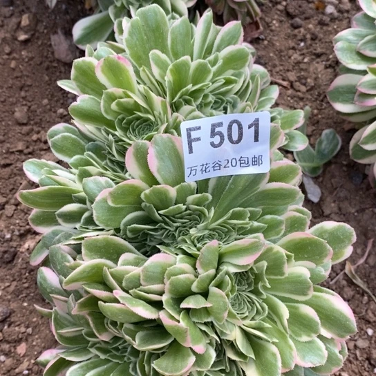 501迈巴赫缀多肉植物