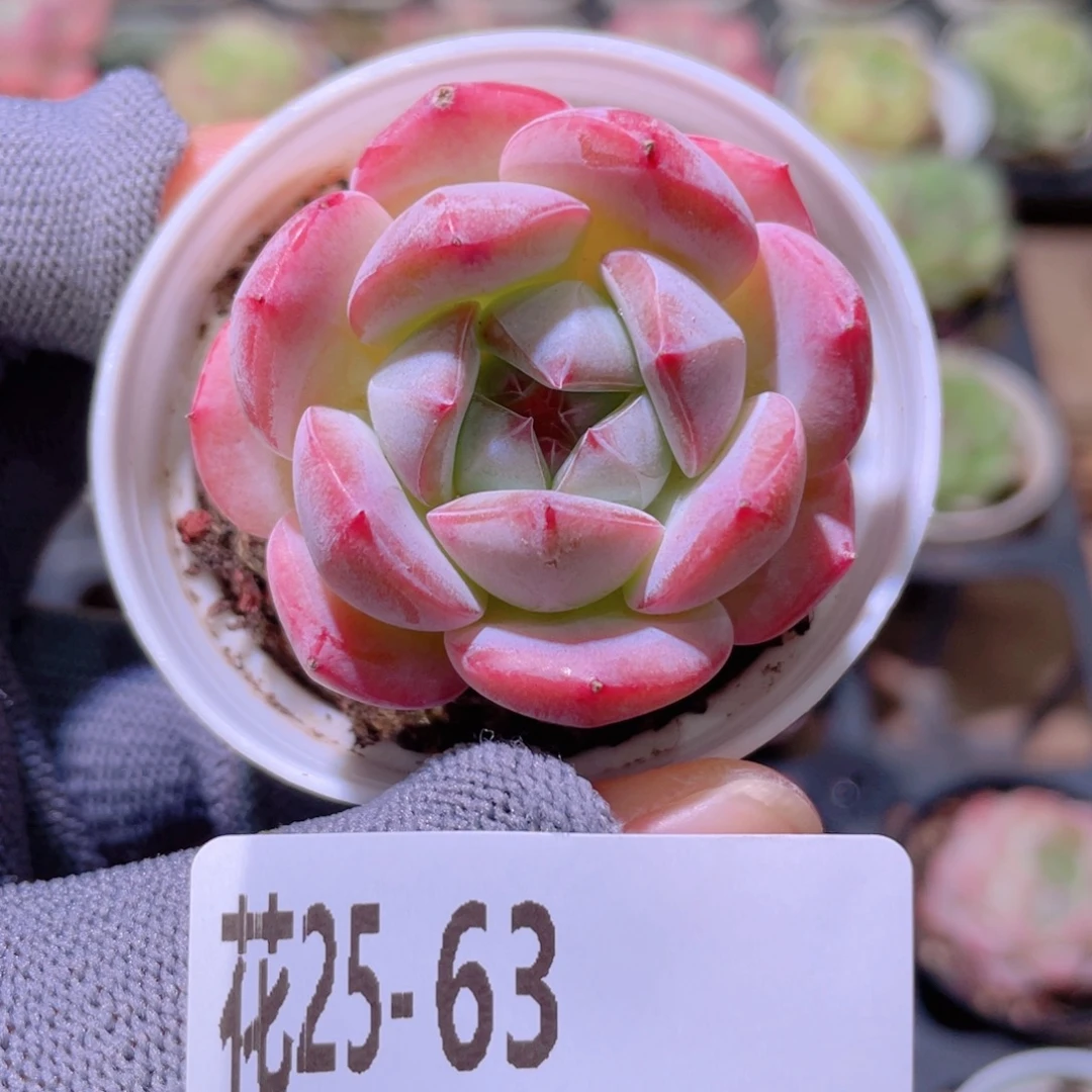 花利美25- 63新品
