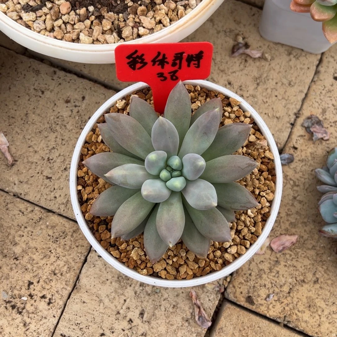 彩体哥特38。