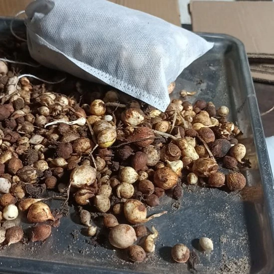 完全开放剑兰子球不开花