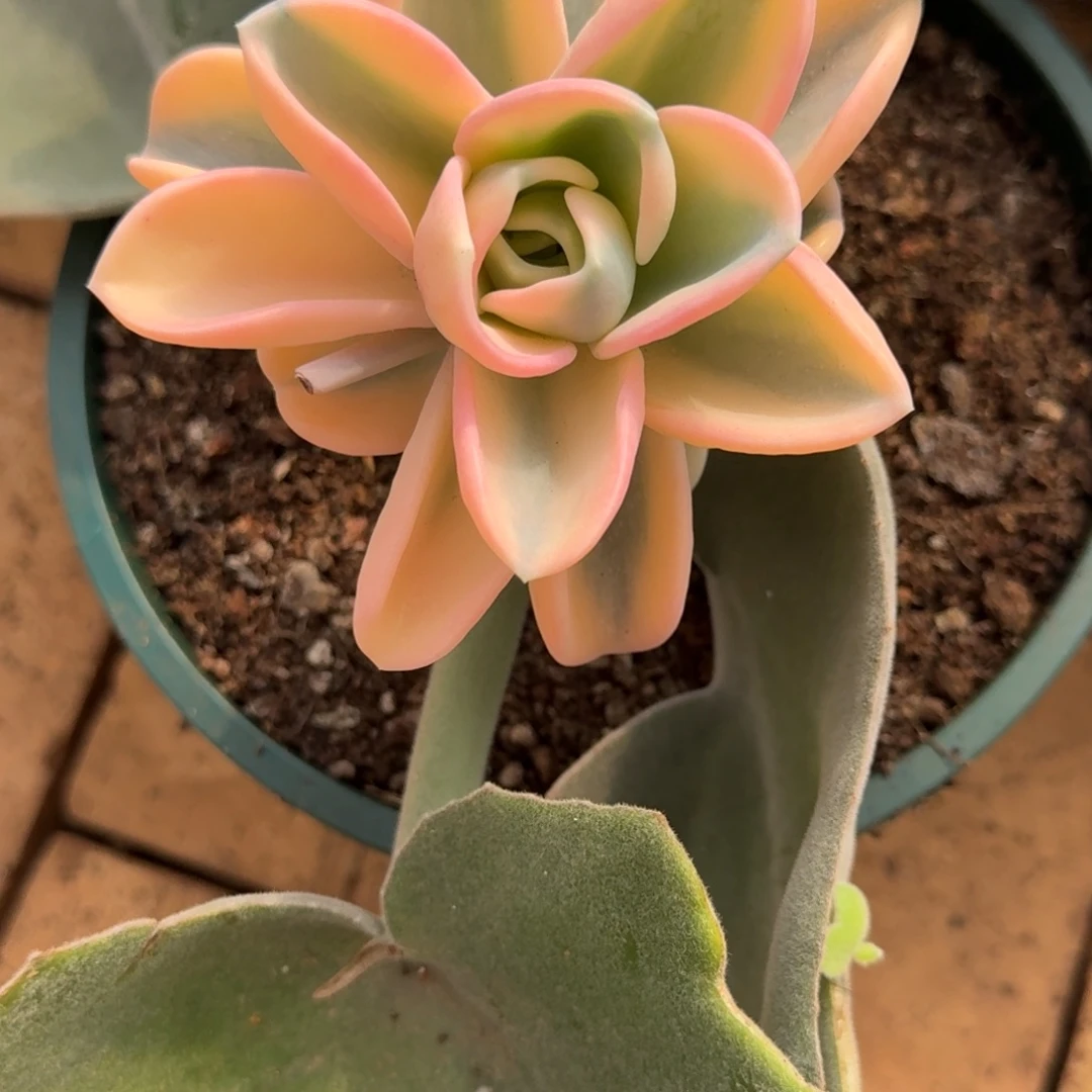 和***玉美尻锦多肉植物链接