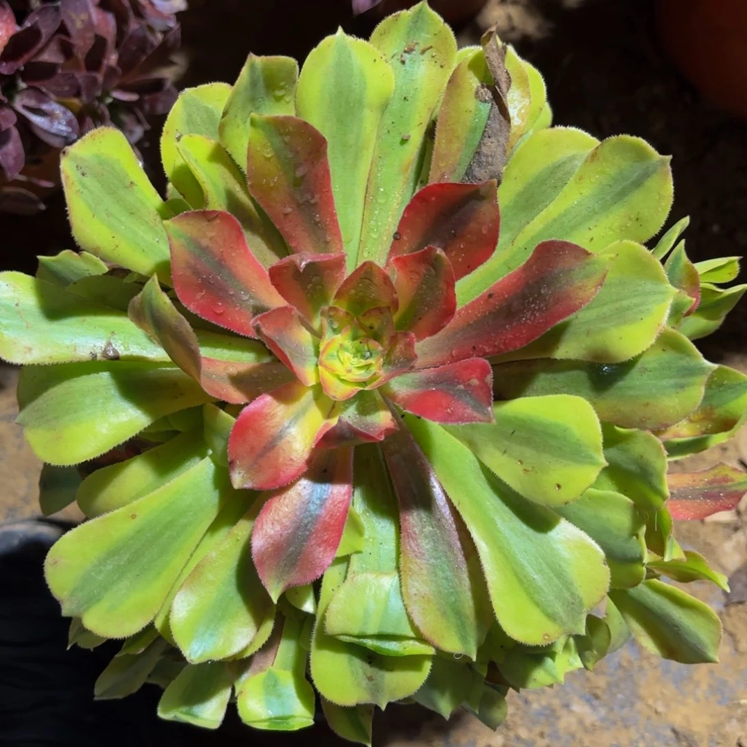 洛神9.9木质老桩法师