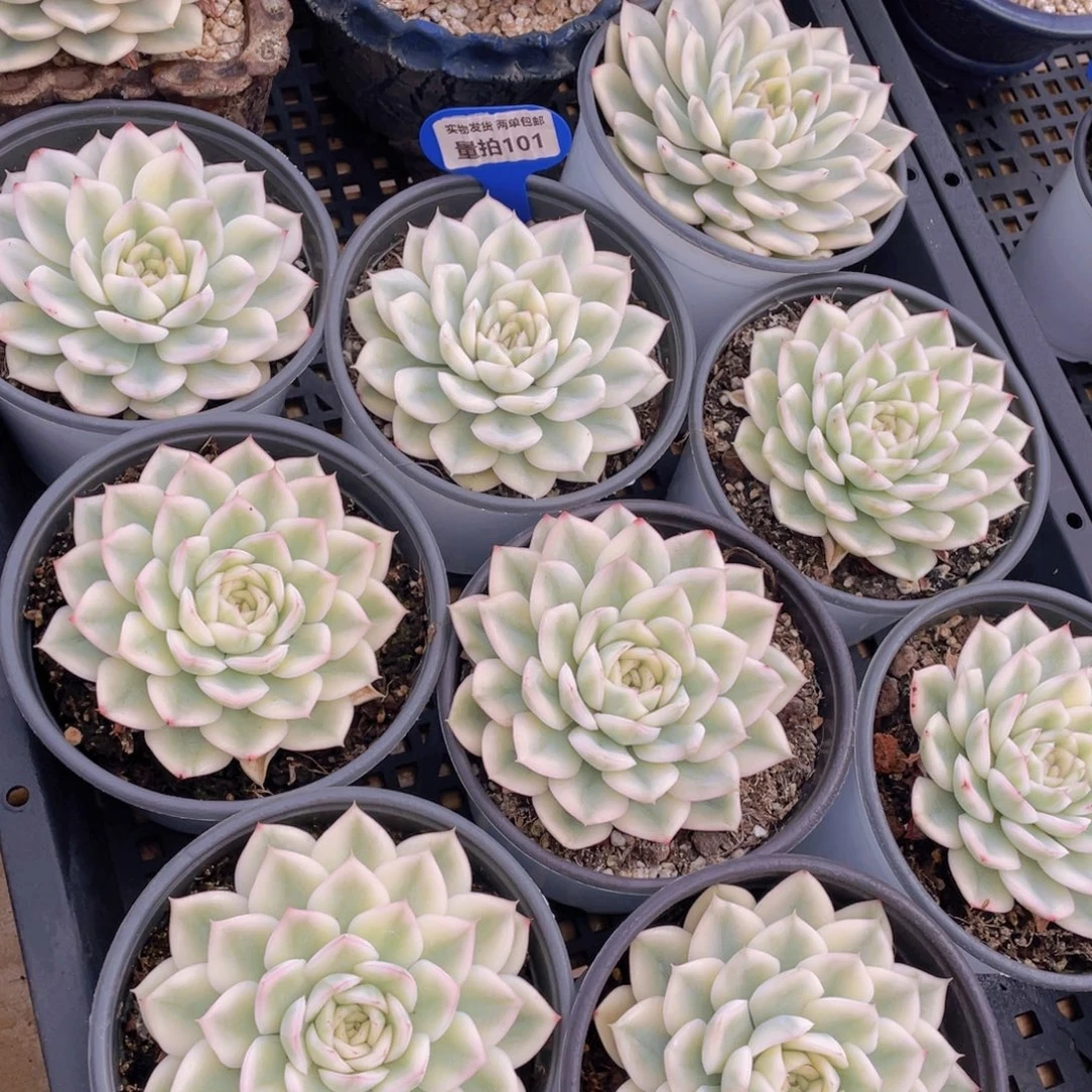 量拍101号 月亮仙子锦母本大单头一个