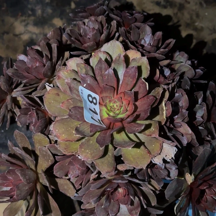 817脸谱多肉植物不售后