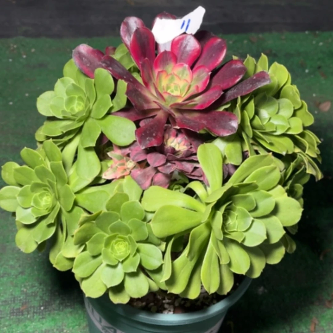 【闪购商品】飞****511嫁接多肉法师