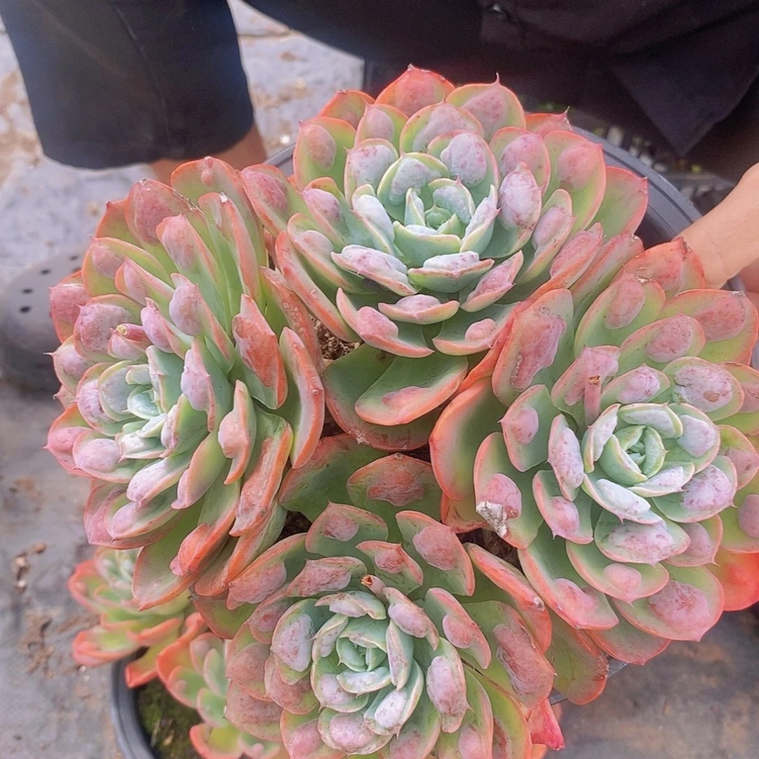 雨滴 四头起发多头